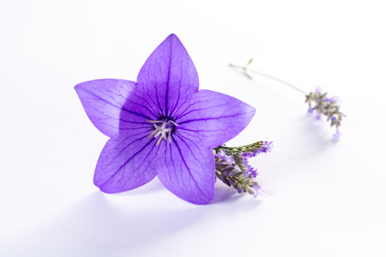 img_fleur_mauve